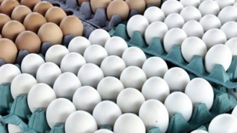 أسعار البيض اليوم الخميس 23-3-2023